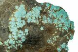 Tumbled Turquoise Specimen - Number Mine, Carlin, NV #260508-2